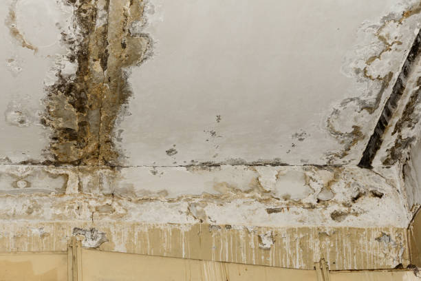 Trusted Fallsburg, NY Mold Inspection, Removal & Remediation Experts